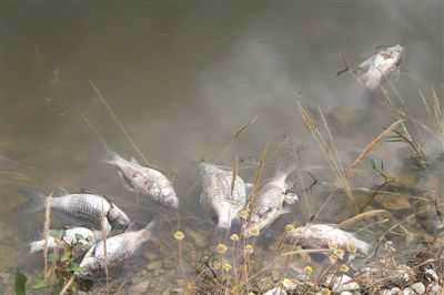 Balık &Ouml;l&uuml;mlerine Kim, Nasıl &Ccedil;are Bulacak? 