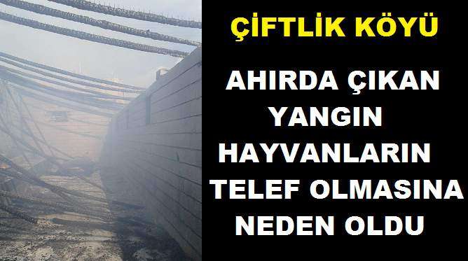 Ahırda Yangın Çıktı, Hayvanlar Telef Oldu