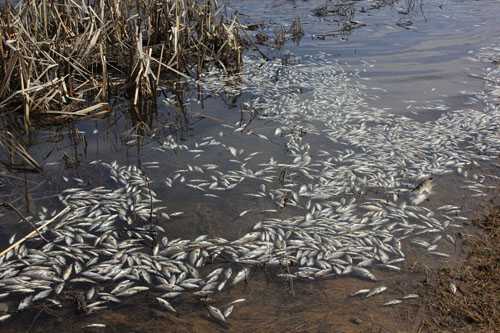 Balık Ölümleri İle İlgili Acıgöl Belediyesi Uyarıldı
