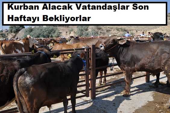Kurban Alacak Vatandaş Son Haftayı Bekliyor