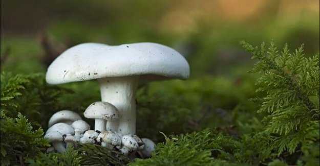 Nevşehir Tarım İl M&uuml;d&uuml;rl&uuml;ğ&uuml; Zehirli Mantar Konusunda Uyardı