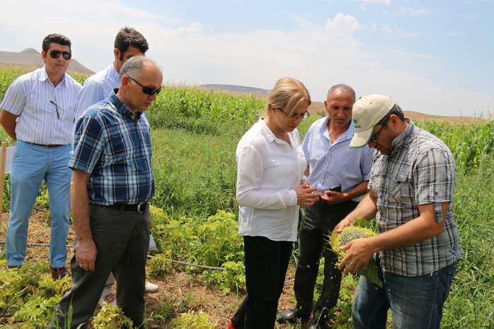 Rektör Kılıç Tarımsal Üretim Sahalarını İnceledi
