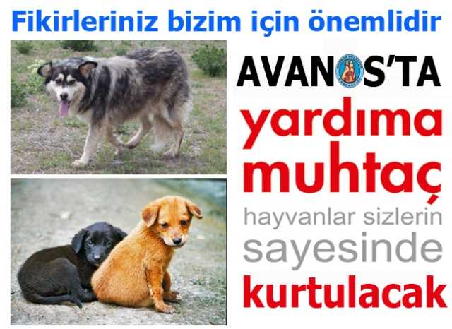 Avanos Belediyesi Sokak Hayvanları İle İlgili Çalışma Başlattı