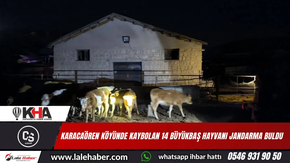 Kaybolan 14 büyükbaş hayvanı jandarma ekipleri buldu