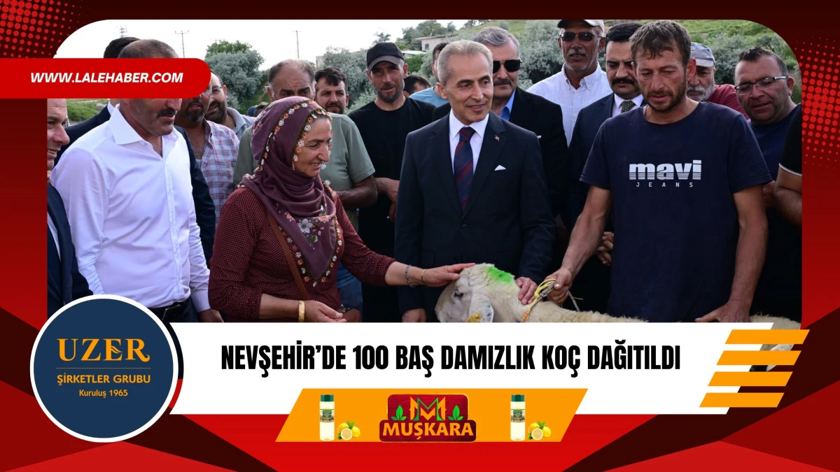 Nevşehir&rsquo;de 100 baş damızlık ko&ccedil; dağıtıldı