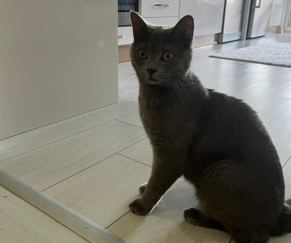 Nevşehir’de kaybolan kedisini her yerde arıyor